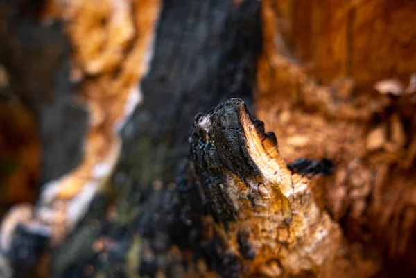 森林里的老树状背景树梢 — 图库照片