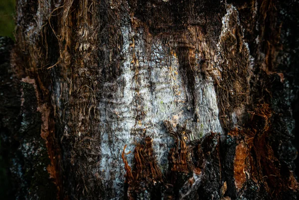 森林里的老树状背景树梢 — 图库照片
