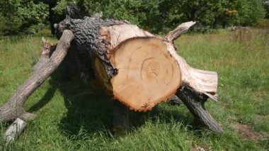 Çimlerin üzerindeki eski ağaç kütüğünün yakın çekim görüntüleri
