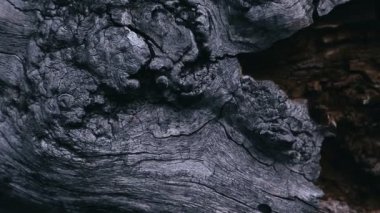 Eski ağaç kabuğu dokusunun yakın çekim görüntüleri