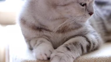 Gri tekir kedinin yakın çekim görüntüleri.