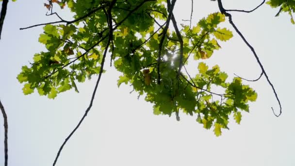 Primer Plano Imágenes Escénicas Ramas Verdes Para Fondo Natural — Vídeos de Stock