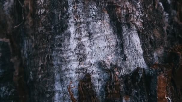 Close Footage Old Tree Bark Texture — Stock Video