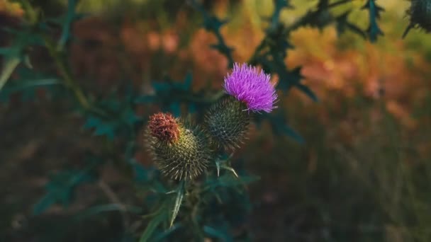 Közeli Felvétel Gyönyörű Virágzó Virágok Háttérben — Stock videók