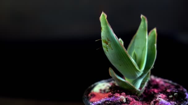 Imagens Close Planta Sala Vaso Isolado Preto — Vídeo de Stock