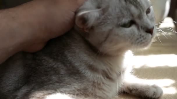 美丽的灰肥猫的特写镜头 — 图库视频影像