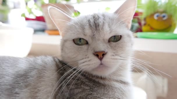 Images Gros Plan Beau Chat Gris Tabby — Video