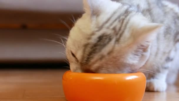 Close Footage Beautiful Grey Tabby Cat Eating Bowl — Stock Video