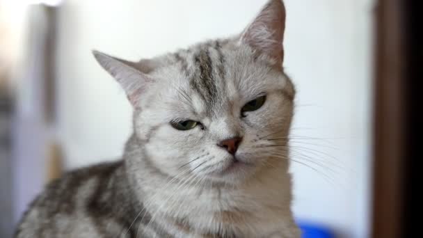Κοντινό Πλάνο Από Την Όμορφη Γκρι Γάτα Tabby — Αρχείο Βίντεο