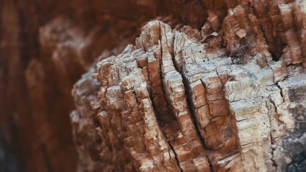 Detailní Záběry Staré Textury Kůry Stromu — Stock video