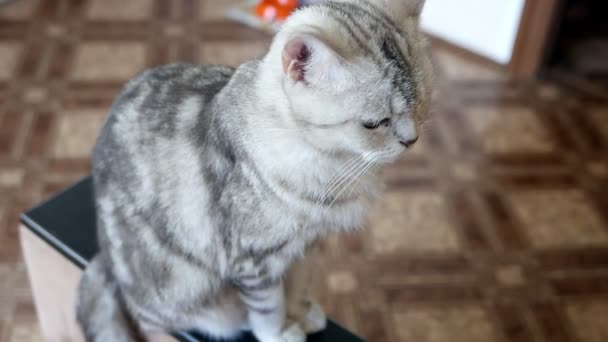 Primer Plano Metraje Hermoso Gris Tabby Gato — Vídeos de Stock