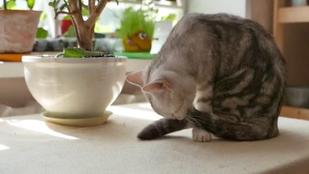 美しいグレーのタビー猫のクローズアップ映像 — ストック動画