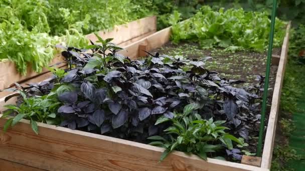 Images Rapprochées Basilic Mûr Poussant Dans Jardin — Video