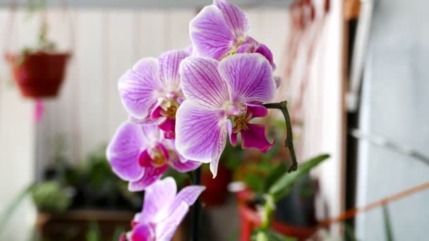 Primer Plano Imágenes Hermosas Flores Flor Para Fondo — Vídeos de Stock