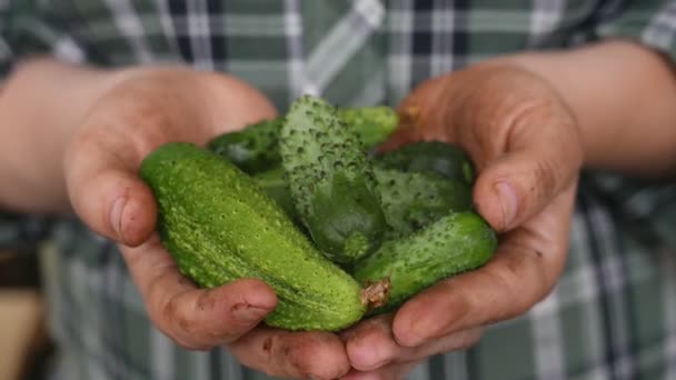 Material Primer Plano Del Hombre Sosteniendo Pepinos Maduros — Vídeo de stock