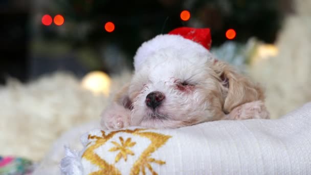 Close Beelden Van Mooie Kleine Bichon Puppy Slapen Santa Hoed — Stockvideo