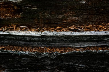 Eski ağaç dokusu ormanda çekiliyor.