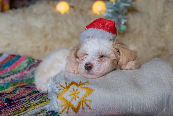 Chinese Crested Powderpuff dog sleeps with chrismas hat