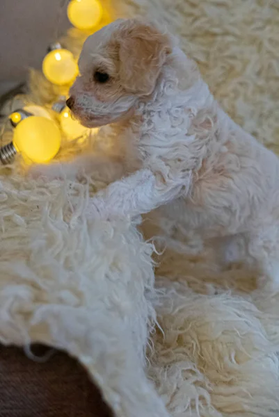 Chinês Crested filhote de cachorro em pó no casaco branco — Fotografia de Stock