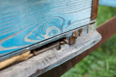 Arı sayısı ile arı kovanı üzerinde tepsi