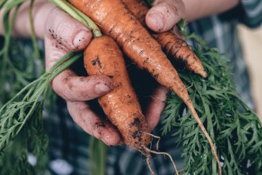 Bir çiftçinin ellerinde olgun havuçlar.