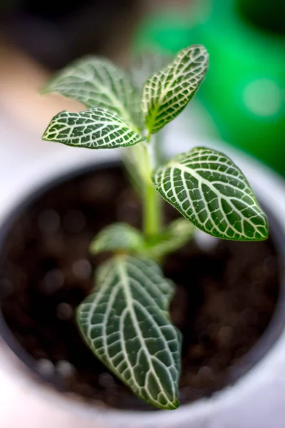 Planta de fittonia verde en maceta blanca . — Foto de Stock