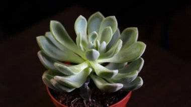 Esrardaki sss 'nin yakın çekim görüntüleri siyah üzerine izole edilmiş.