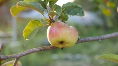Bahçede büyüyen elmanın yakın plan görüntüleri.