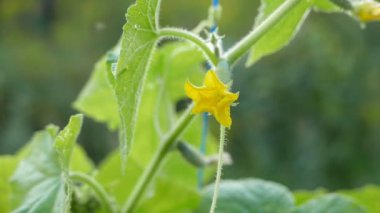 Doğal arka plan için salatalık çalılarının yakın plan görüntüleri.