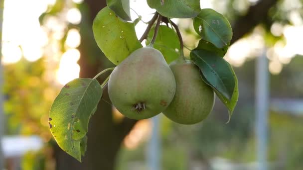 Close Footage Ripening Pears Growing Garden — Stock Video