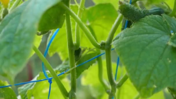 以自然背景为背景的黄瓜灌木特写场景 — 图库视频影像