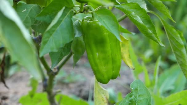 Close Footage Green Bell Pepper Growing Garden — Stock Video