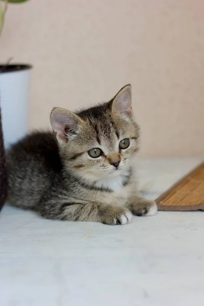 Porträtt av en vacker grå kattunge på vitt bord — Stockfoto