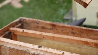 Arı kovanından ahşap çerçevedeki bal peteğinin görüntüleri