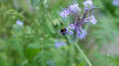 Arka plan için çiçek açan güzel çiçeklerin yakın plan görüntüleri.