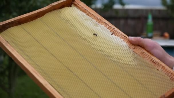 蜂の巣の木枠の蜂の巣の映像 — ストック動画