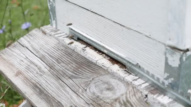 Close Footage White Wooden Beehive Bees — Stock Video