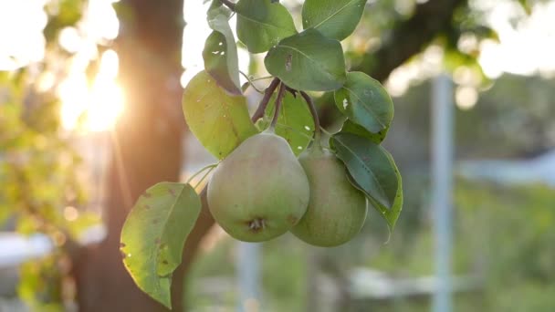 Images Gros Plan Poires Mûrissantes Poussant Dans Jardin — Video