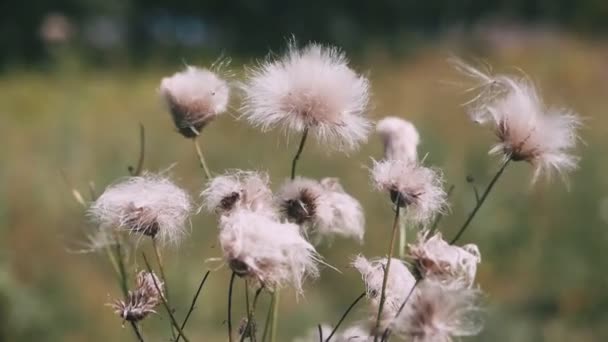 Közeli Felvétel Gyönyörű Virágzó Virágok Háttérben — Stock videók