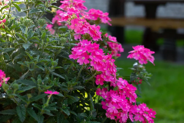 Mooie bloemen in een zomertuin in de ochtend — Stockfoto