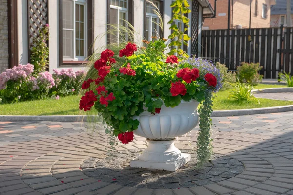 Vit cachepot i en blomsterträdgård med vackra blommor och dekorativa växter — Stockfoto