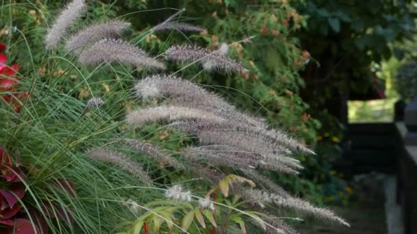 Close Beelden Van Mooie Bloeiende Bloemen Voor Achtergrond — Stockvideo