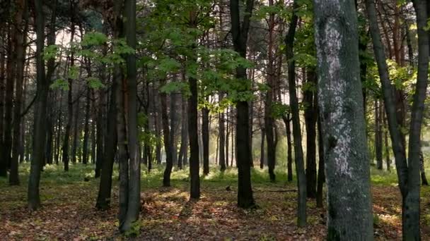 自然背景森林的风景镜头 — 图库视频影像