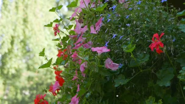 Imagens Close Belas Flores Florescentes Para Fundo — Vídeo de Stock