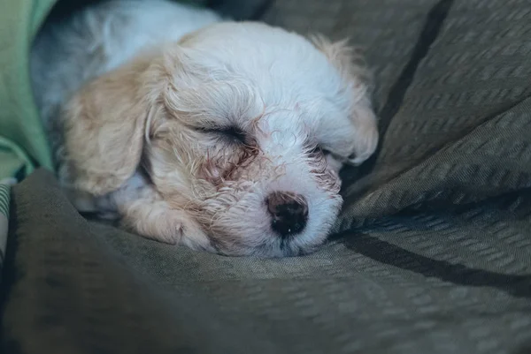 Chinese Crested Powderpuff dog sleeps on sofa — Stock Photo, Image