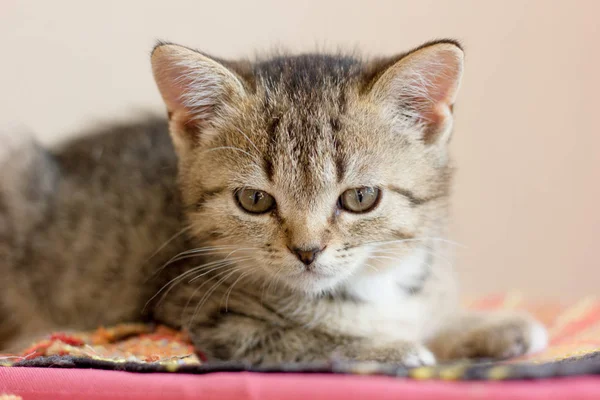 Beau chaton mignon assis sur une boîte colorée — Photo