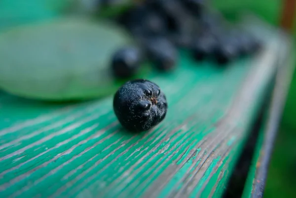 緑の木の上の黒い果実. — ストック写真