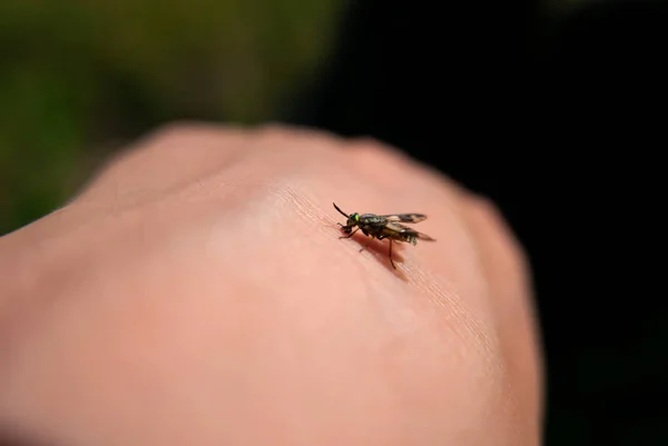 Moucha hmyzí kousnutí lidské ruky — Stock fotografie