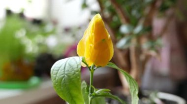 Arka plan için çiçek açan güzel çiçeklerin yakın plan görüntüleri.