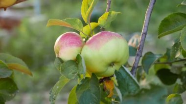 Bahçede büyüyen olgun elmaların yakın plan görüntüleri.